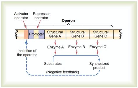 Control Of Gene Function And Biochemical Activity In Cells