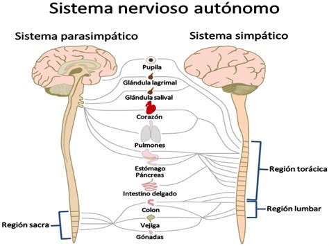 Sistema Nervioso Parasimp Tico Qu Es Funciones Y M S