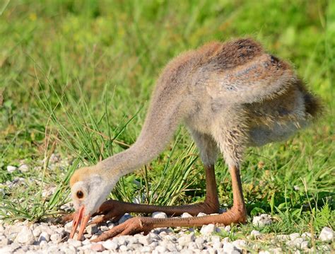 Dina's City Wildlife Adventures: Baby crane is growing up