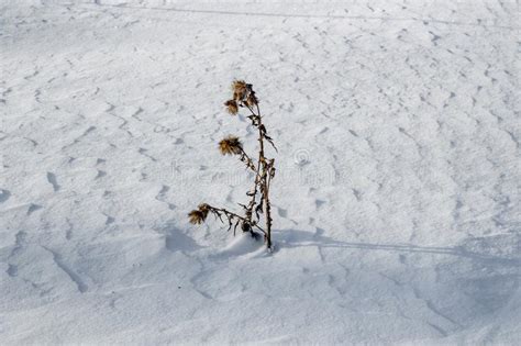 Plantas Secas Em Uma Terra Coberta Uma Camada Grossa De Neve Imagem