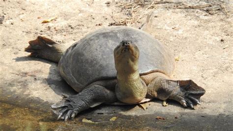 Spiny Softshell Turtle Information and Pictures - PetGuide | PetGuide