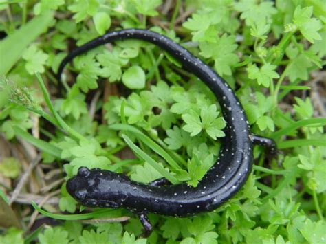 Mississippi Slimy Salamander Plethodon Mississippi Amphibians And