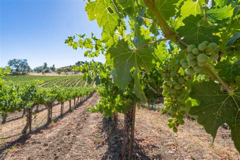 Rare Paso Robles Westside Vineyard Wineries Vineyards For Sale