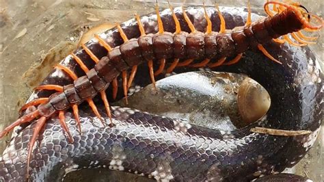 Amazing Scary Centipedes Discovery Centipede Collectinginsects