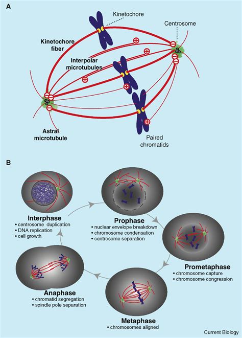 Mechanisms And Molecules Of The Mitotic Spindle Current Biology