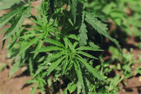 Hojas De Cannabis Cultivo De Cannabis Sativa Al Aire Libre Cultivo De