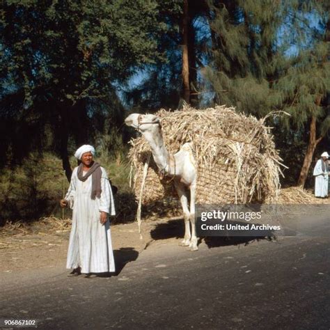 173 Egyptian Fellah Stock Photos, High-Res Pictures, and Images - Getty ...