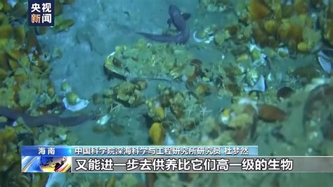 一问到底丨“深海勇士”号探秘深海冷泉区 都有哪些新发现？海底海洋生物海马