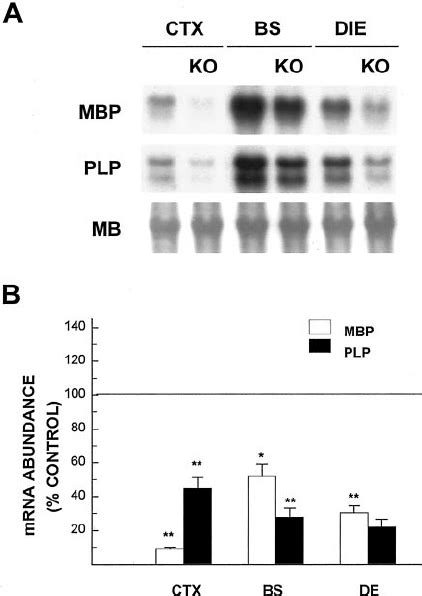 MBP and PLP protein abundance in 2-week-old IGF-I KO and littermate... | Download Scientific Diagram