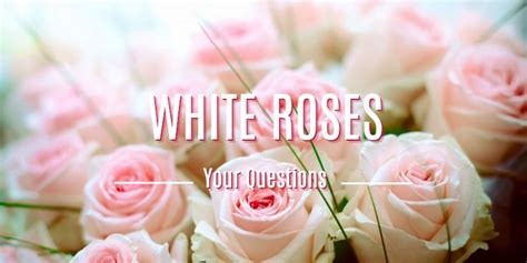 White Roses Meaning Symbolism History La Fleur De Luxe