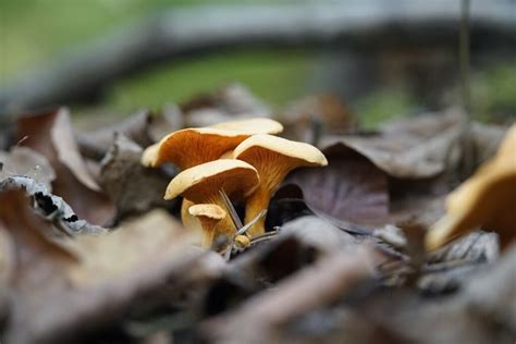 Where Do You Find Chanterelle Mushrooms? — Forest Wildlife