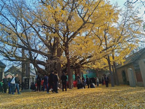 山东省 日照市 莒县 浮来山 天下第一银杏树