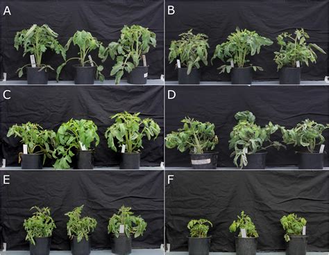 Fusarium Wilt Tomato