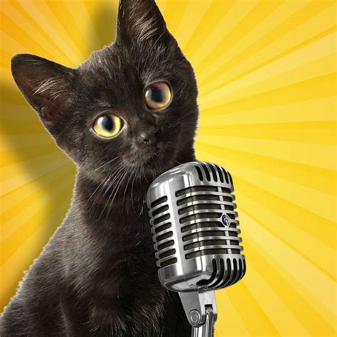 contact pisi tv creator  influencer