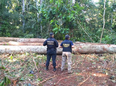 Rg Os Federais Combatem Crimes Ambientais Na Terra Ind Gena Uru Eu Wau