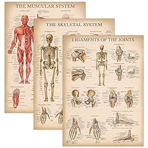 Palace Learning Pack Vintage Muscle Skeleton Ligaments Of The