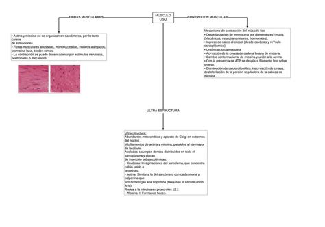 TEJIDO MUSCULAR MUSCULO LISO Naimid Maccario Encinas UDocz