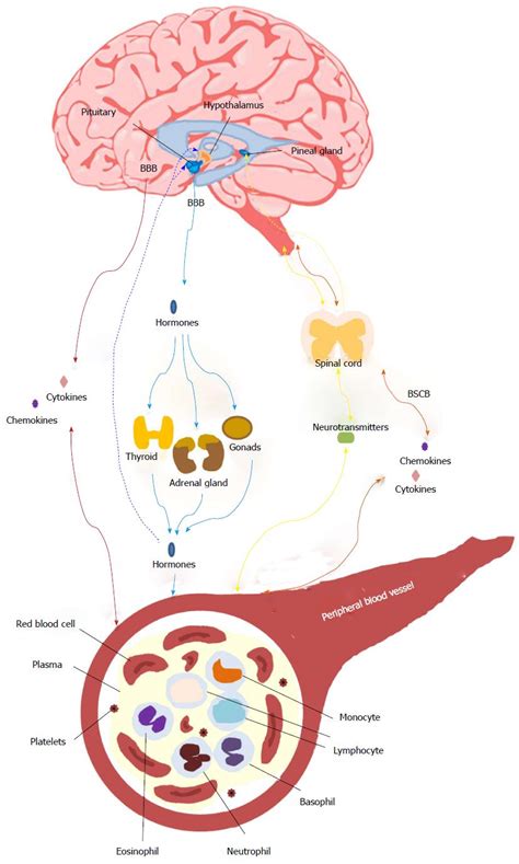 Biomarkers In Schizophrenia A Focus On Blood Based Diagnostics And