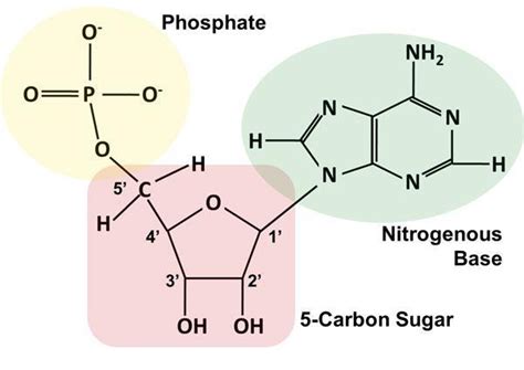 Label The Nucleotide Correctly C Phosphate Deoxyribose Sugar