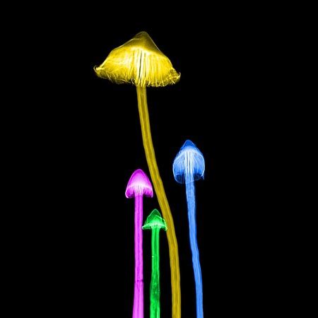 Bioluminescent Plants, Fungi & Bacteria | Overview & Examples - Lesson | Study.com