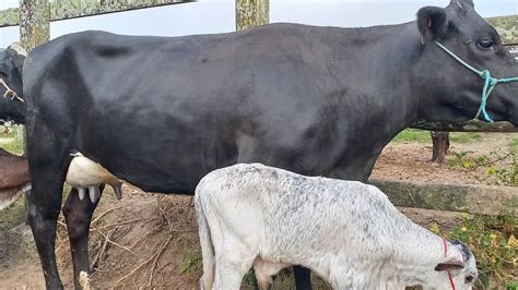 Feira Do Gado Só Vacas Leiteiras Capoeiras Pe29092023 Youtube