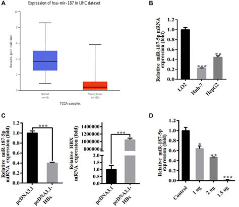 Hbx Promotes Hepatocellular Carcinoma Progression By Repressing The