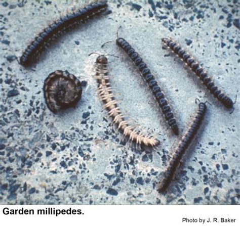 Garden millipede in the Landscape | NC State Extension Publications