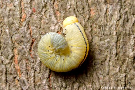 Elm Sawfly Larva Cimbicidae Cimbex Americana Matt Bertone Flickr