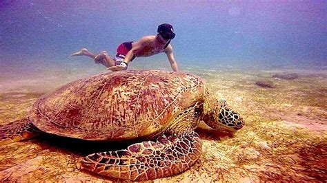 Apo Reef Natural Park Luzon