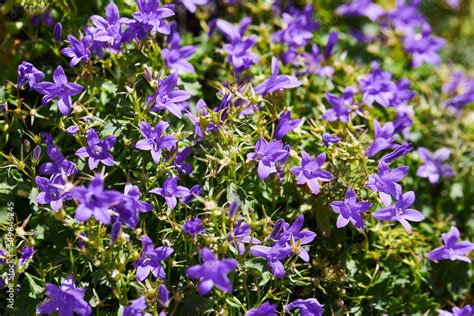 Campanula Portenschlagiana Dalmatian Bellflower Or Adria Bellflower Or