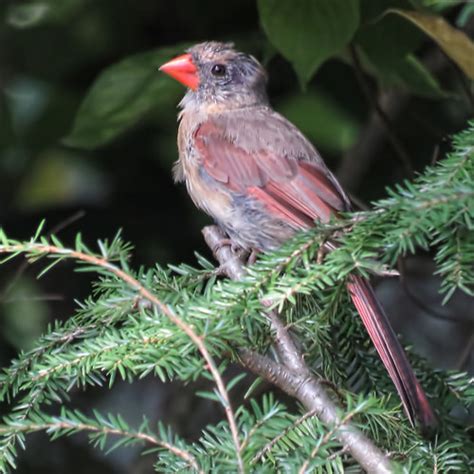 Molting This Northern Cardinal Female On A Canadian Hemloc Flickr