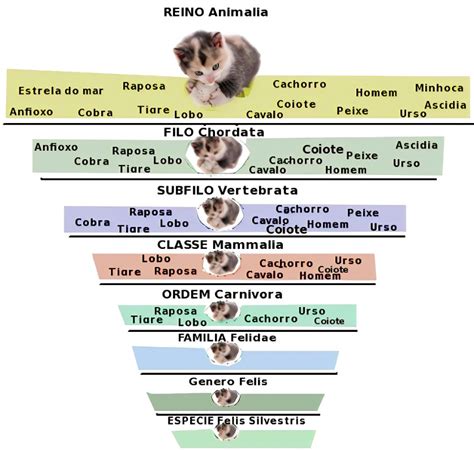 Taxonomia