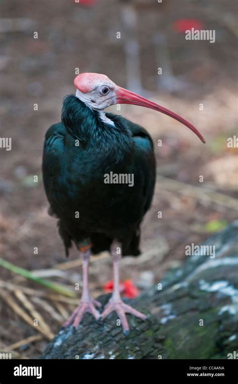 Southern Bald Ibis Stock Photo Alamy