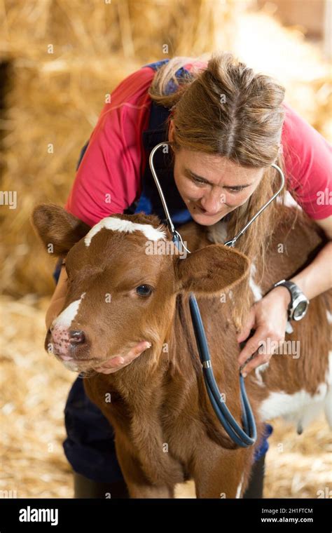 Veterinary On A Farm Performing A Physical Examination In A Cow Stock