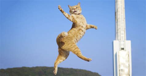 30 Of The Funniest Dancing Cat Pics Cat Pics Russian Blue Cat Funny