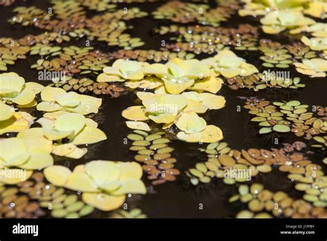 Yellowish Water Lettuce Or Water Cabagge Pistia Stratiotes Floating