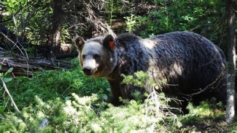 Car 0 Grizzly 1 Bear Survives Without Even A Limp In Crash That Totals Vehicle Cbc News