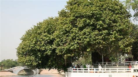 9 Months After Ngt Order Haryana Govt Works On Policy To Curb Tree