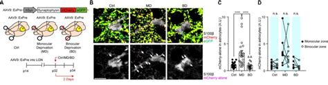 Neural Activity Dependent Competition Drives Thalamo Cortical Synapse