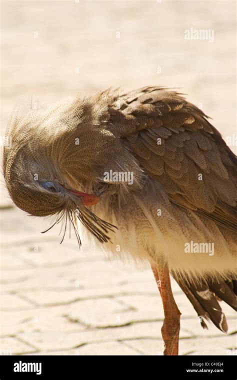 Close Up Of Red Legged Seriema Cariama Cristata Preening Itself Stock