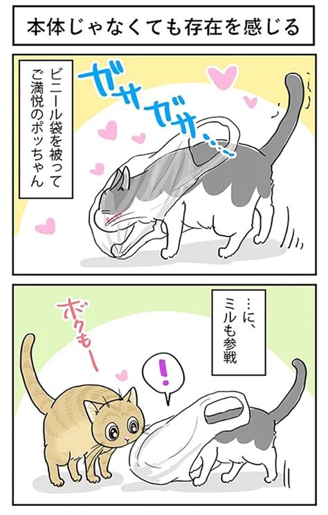 ＜画像164 644＞【ネコ漫画】個性あふれる3匹の猫とのドタバタな日常を描いたコミックエッセイを一気読み！｜ウォーカープラス