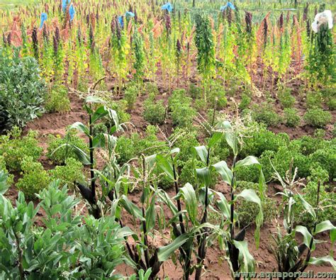 Biodiversité Agricole Définition Et Explications Aquaportail