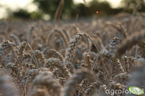 Pszenica Zdj Cie Fotka Foto Numer Galeria Rolnicza Agrofoto