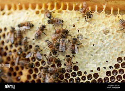 Bees In The Process Of Collecting Nectar Inside A Natural Honeycomb