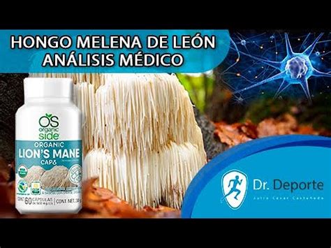 HONGO MELENA DE LEÓN QUE ES Y PARA QUE SIRVE ANALSIS MÉDICO YouTube