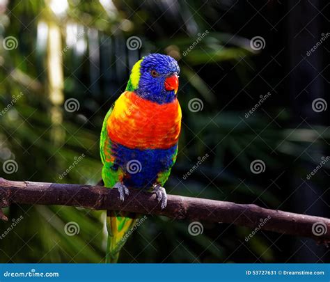 Vivid Colorful Tropical Parrot Perched On A Stick Stock Image Image