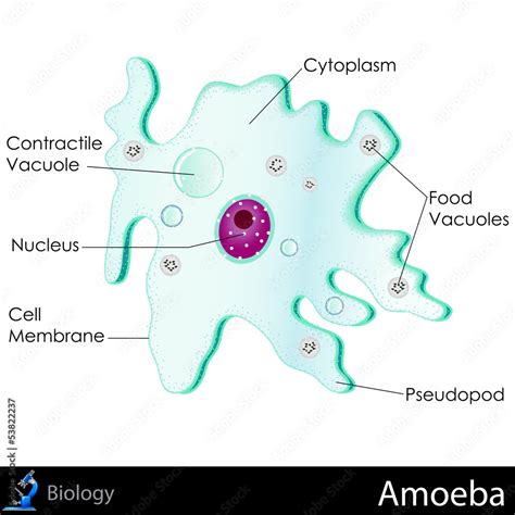 Amoeba Labeled