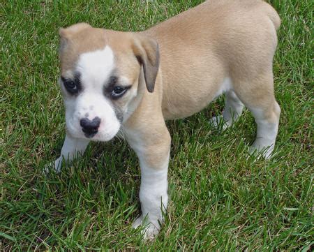 Beagle Bulldog Mix Puppies | Dog Beagles