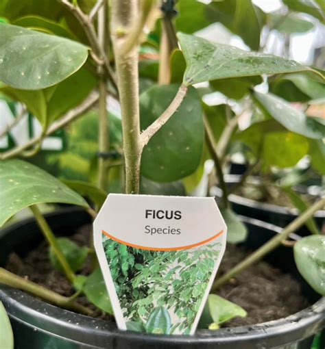 Ficus Diversifolia Echuca Moama Plant Farm