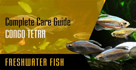 Congo Tetra Complete Care Guide Setup Fish Tank